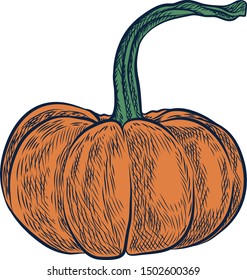 Vector illustration Orange pumpkin on white background 02