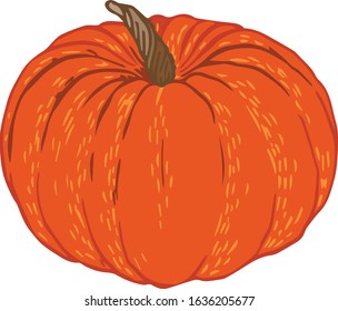 Vector illustration of orange pumpkins isolated on a white background. Hand drawn elements. Sticker, emblem, print, ikon. 