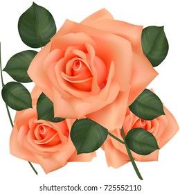 Vector illustration of orange rose isolated on white background. Gradient mesh rose, realistic image.