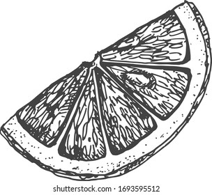 Vector illustration of an orange slice. Vintage hand drawn engraving style.