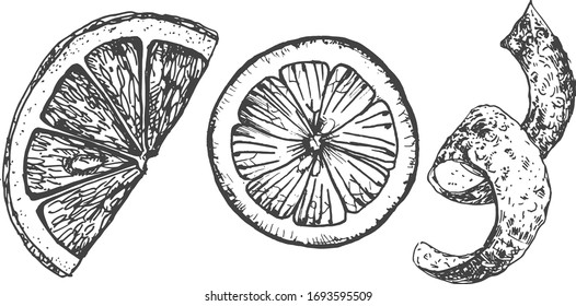 Vector illustration of an orange slices and zest spiral. Vintage hand drawn engraving style.