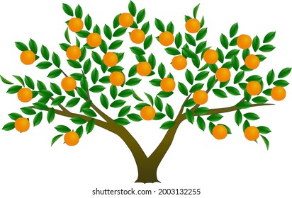 Vector illustration of orange tree on white background