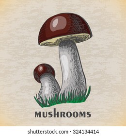 Vector illustration of a orange-cap boletus. Vector illustration for your design