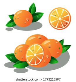 Vector illustration of oranges with leaves and drops of dew, a collection of compositions from citrus a whole orange, cut and several oranges on a white background