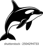 Vector illustration of an orca (killer whale).