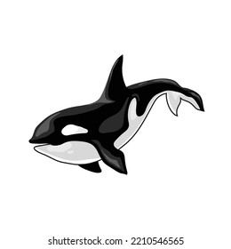 Vector illustration of an orca killer whale