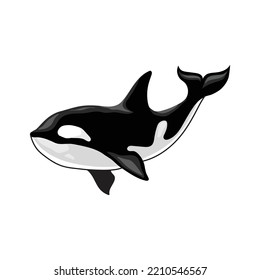 Vector illustration of an orca killer whale