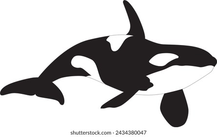 Vector illustration of an orca whale