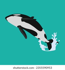 Imagen vectorial del asesino de ballenas orca saltando del agua en dibujos planos. Diseño de animales de dibujos animados. Orquesta de mamíferos oceánicos aislada en un fondo blanco. Ilustración de peces depredadores del mar