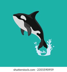 Vector illustration of orca whale killer jumping from the water in cartoon flat style. Cartoon animal design. Ocean mammal orca isolated on white background. Sea predator fish illustration