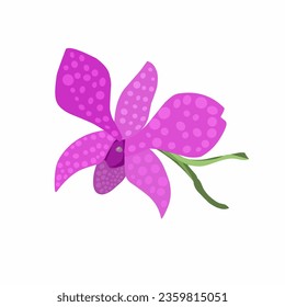 Vector illustration of orchid flower isolated white background 