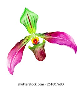 vector illustration of an orchid flower. large and detailed watercolor drawing in vector format. beautiful and romantic exotic floral design element.