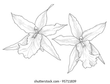 Vector illustration with orchid flowers in engraving style.