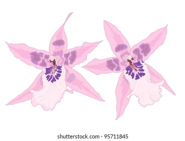 Vector illustration with orchid flowers, eps10 with transparency effects.