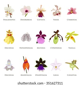 A vector illustration of orchid icon sets