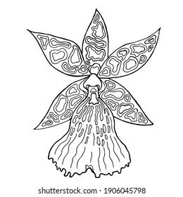 Vektorgrafik von Orchideen mit Leopardenfarbe. Tropische Handblume: Phalaenopsis zigopetalum einzeln auf weißem Hintergrund. Vektorvorlage.