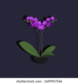 Vector illustration of an Orchid on a dark background