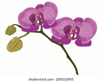 Vector illustration of Orchid Phalaenopsis, purple orchid, on white background