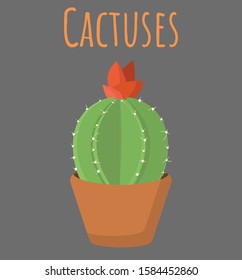 Vector illustration of an ordinary cactus-Gymnocalycium, during flowering, in a cute pot.