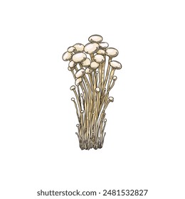 Vector illustration with organic enoki mushrooms in the style of a hand-drawn sketch on a white background. The illustration is perfect for design with cooking.