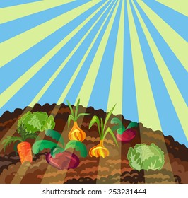 Vector illustration of organic vegetables. Cartoon vegetables on garden bed. Vegetarian food. Color illustration with sunlight. Beautiful background. 