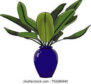 Vector illustration of a ornamental house plant with huge green leaves in a blue pot.