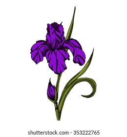 vector illustration ornamental irises