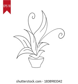 Vector illustration of ornamental plant on white background