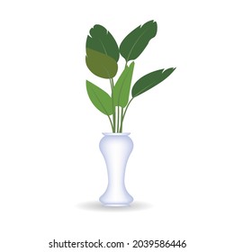 vector illustration of ornamental plants in pots. isolated white background