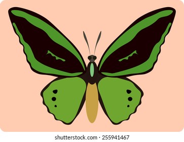 Vector illustration of ornithoptera paradisea butterfly isolated on pink background
