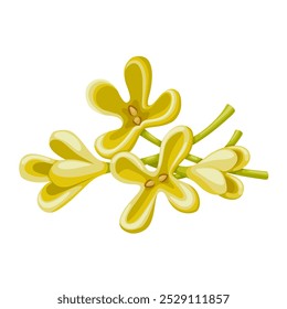 Vector illustration of Osmanthus fragrans flower, also called sweet osmanthus, sweet olive, tea olive, and fragrant olive, isolated on white background.