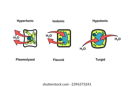 Vector illustration of osmosis effect on plant cells,Difference between turgid cell and plasmolysed cell on white background.