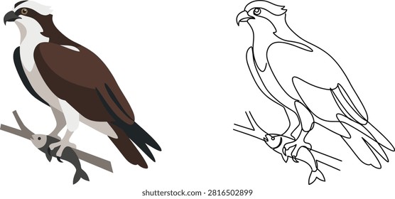 A vector illustration of an osprey bird perched on a branch holding a fish, shown in both full color and a simple black and white line art style.
