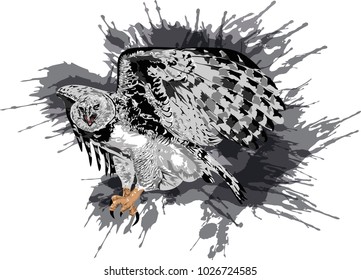 Vector illustration of Osprey  - Bird of Prey  