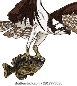Vector illustration of an osprey bird of prey flying and carrying a caught fish in its talons, isolated on a white background