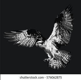 Vector illustration of Osprey -  High Quality, Detailed Realistic art