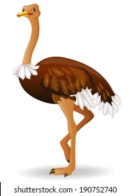 Vector illustration of an Ostrich