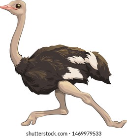 Vector illustration ostrich fast running. In cartoon style. Clipart isolated on white background