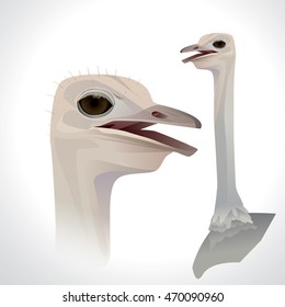 Vector illustration of a ostrich head portrait isolated on white background.