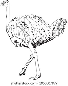 Vector illustration of an ostrich in ink drawing style, black and white illustration