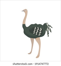 Vector illustration of an ostrich isolated on the white background