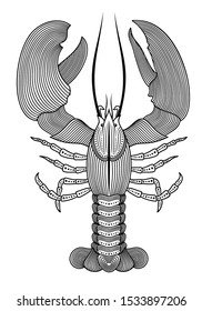 Vector illustration of outline, decorative, zentangle lobster in black color, isolated on white background. Illustration for design. 