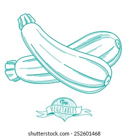 Vector illustration Outline hand drawn sketch of marrow (flat style, thin  line)