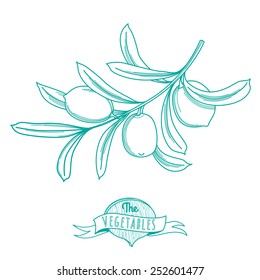 Vector illustration Outline hand drawn sketch of olive (flat style, thin  line)