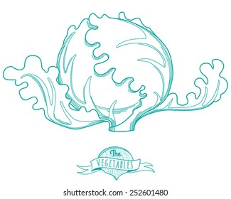 Vector illustration Outline hand drawn sketch of lettuce (flat style, thin  line)