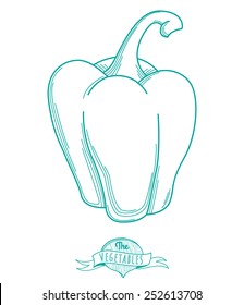 Vector illustration Outline hand drawn sketch of paprika (flat style, thin  line)