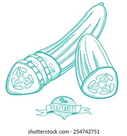 Vector illustration Outline hand drawn sketch of cucumber (flat style, thin  line)