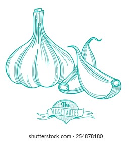 Vector illustration Outline hand drawn sketch of garlic (flat style, thin  line)