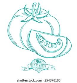 Vector illustration Outline hand drawn sketch of tomato (flat style, thin  line)