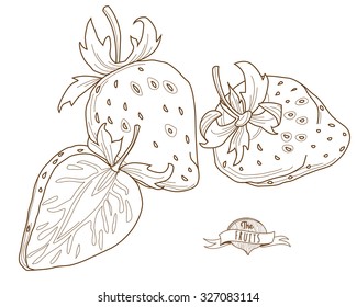 Vector illustration Outline hand drawn strawberry (flat style, thin line). Single strawberry, part of strawberry, isolated